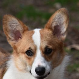 Lizzy - Pembroke Welsh Corgi