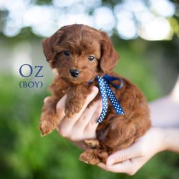 Oz (Blue collar boy) - Red  male Goldendoodle puppy in Salt Lake City, Utah from Snowfire Doodles