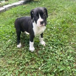 Pink Collar Girl - White female Boxer puppy in East Longmeadow, Massachusetts from Boxer Bliss