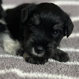 Purple Collar - Black and silver female Miniature Schnauzer puppy in Cypress, Texas from Rubybonnet Miniature Schnauzers