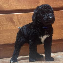 Male 2 - Black male Poodle puppy in Bremen, Georgia from Kelley’s Poodle Patch