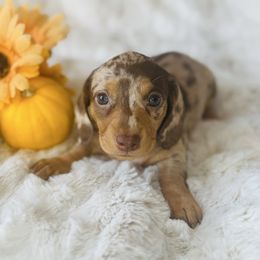PEYTON - Dapple female Dachshund puppy in Holtwood, Pennsylvania from Holly Hill Dachshunds