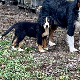 AKC Lt Blue collar - Black rust and white female Bernese Mountain Dog puppy in Comer, Georgia from Water Oak Farm