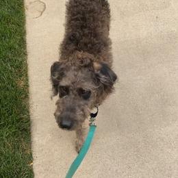 Bernedoodle and Labradoodle All Grown Up from Island View Poodles & Doodles