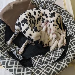 Dalmatian Puppies from Coachside Dalmatians