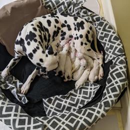 Dalmatian Puppies from Coachside Dalmatians