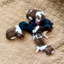 Boy 5 - Liver and white male Shih Tzu puppy in Stroud, Oklahoma from Laik’s Little Shihtz & Poms