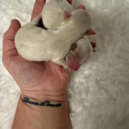 Parti girl - Parti female Maltipoo puppy in Fredericktown, Missouri from Doodle Pups Fur-Ever