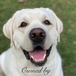 Bozley - Labrador Retriever