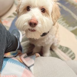 Australian Labradoodle All Grown Up from Bonzer Australian Labradoodles