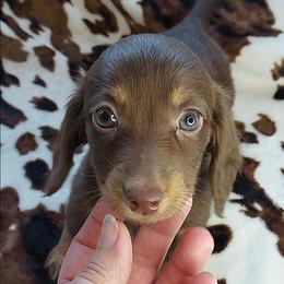 BARKLEY - Chocolate and tan male Dachshund puppy in Swink, Oklahoma from Palali Farm