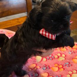 Archie - Black male Shih Tzu puppy in Willis, Texas from Jaden Shih Tzu’s