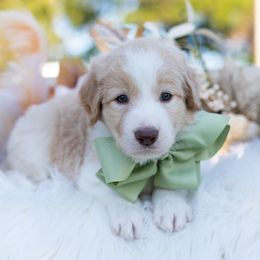 Agave Ember - White and gold male Bordoodle puppy in Conway, Missouri from 2J 2K Bordoodles