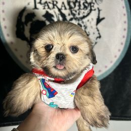 Boy 1 - Sable male Shih Tzu puppy in Marion County, Tennessee from Jenkins Puppy Paradise