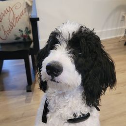 Bernedoodle All Grown Up from Bernedoodlesbest
