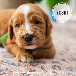Yoshi - Apricot male Golden Aussiedoodle puppy in Hyrum, Utah from Goldendoodledoo Farms