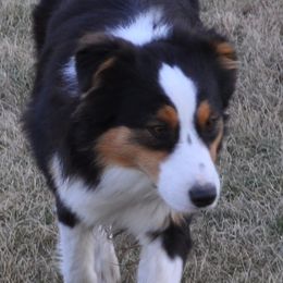 Suede - Australian Shepherd