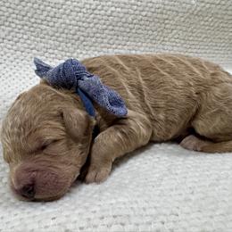 Denim Boy - Apricot male Goldendoodle puppy in Lebanon, Pennsylvania from Homespundoodles