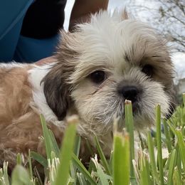 Cider - Red and white male Shih Tzu puppy in Saint Johns, Florida from BEH Puppies LLC