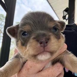 Donald - Blue and tan male Chihuahua puppy in Molino, Florida from Pensacola Chi Garden