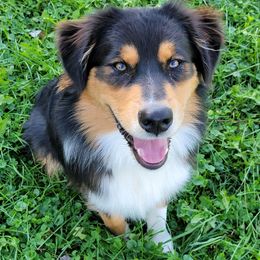 Apollos - Australian Shepherd