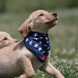 Baby Boy 2 - Yellow male Labrador Retriever puppy in Chatfield, Minnesota from Next Generation
