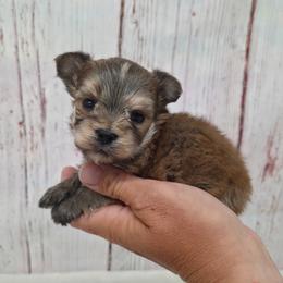 Dexter - Gold male Morkie puppy in Monticello, Iowa from Ashley’s Puppies