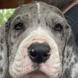 Boss - Merle Great Dane puppy in Miamisburg, Ohio from Myshire Danes