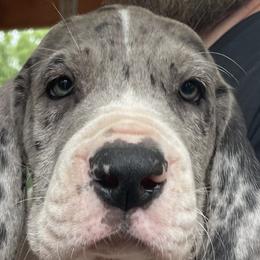 Boss - Merle Great Dane puppy in Miamisburg, Ohio from Myshire Danes