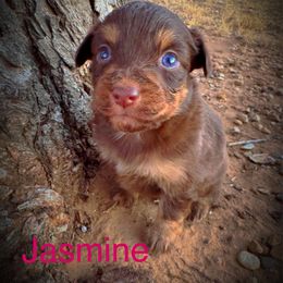 Jasmine - Red tri female Miniature Australian Shepherd puppy in Idalou, Texas from Lonesome Pine Mini Aussies