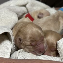 Golden Retriever Puppies from Golden Retrievers of South Carolina