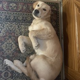 Golden Retriever All Grown Up from Heartland Goldens