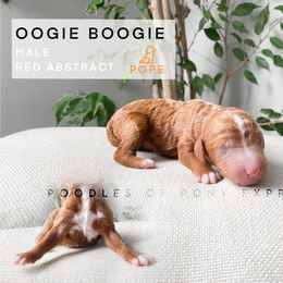 Poodle Puppies from Poodles of Pony Express