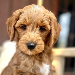Lucy Lou - Red  Goldendoodle puppy in Saint John, Indiana from Lulu's Goldendoodles