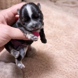 Karter Kouture - Black and white male Shih Tzu puppy in Trinity, North Carolina from Trinity Shih Tzu