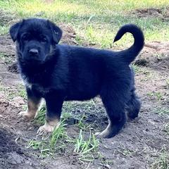 German Shepherd Puppies from Struenebach kennel