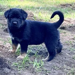 German Shepherd Puppies from Struenebach kennel