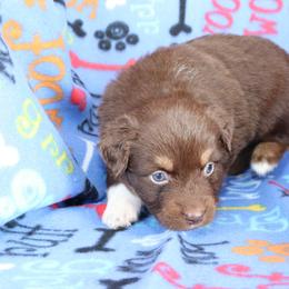 Countdown - Red tri-color male Australian Shepherd puppy in Squaw Valley, California from A&M Australian Shepherds