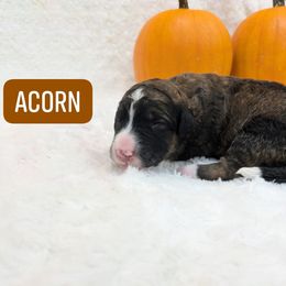 Acorn - Brown female Bernedoodle puppy in Harpers Ferry, West Virginia from Harpers Ferry Doodles