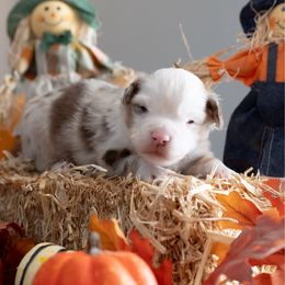 Rem - Red merle male Miniature American Shepherd puppy in Groesbeck, Texas from Epic Miniature American Shepherds