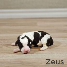 Zeus - Brown and white male Bernedoodle puppy in Guthrie, Oklahoma from Edmond Doodles, LLC