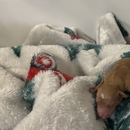 Goldendoodles from AZ River Doodles