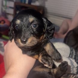Dachshund Puppies from G&B Dachshunds