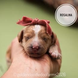 Rosalina - Apricot female Golden Aussiedoodle puppy in Hyrum, Utah from Goldendoodledoo Farms