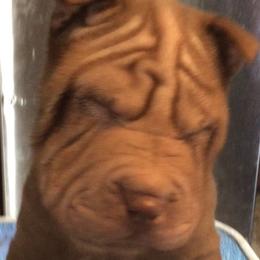 Chinese Shar-Pei Puppies from Bilderbear Shar-Pei