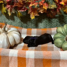 Purple Collar - Dark brown female Boykin Spaniel puppy in Hurtsboro, Alabama from PARK’s Family Farm