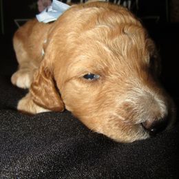 Goldendoodle and Poodle Puppies from David & Patricia Elliott