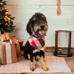 Skipper - Goldendoodle