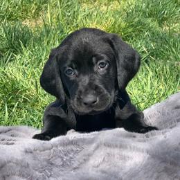 Girl 3 - female Labrador Retriever puppy in Winnemucca, Nevada from Oakley's Mountain View Kennel
