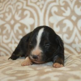 Java - Black tri male Miniature Australian Shepherd puppy in Licking, Missouri from Burnett Aussies